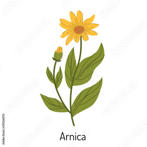 Vector illustration of arnica grass. A flower with leaves, buds and branches. The yellow sunflower family is a botanical element of medical aromatherapy photo