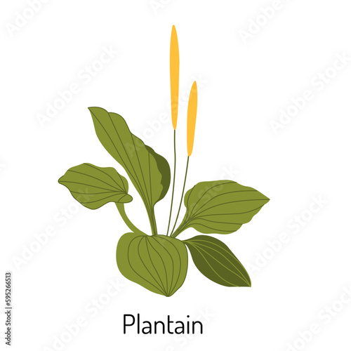 Vector illustration of plantain grass in a flat style isolated on a white background. Medical herbs and medicinal plants.