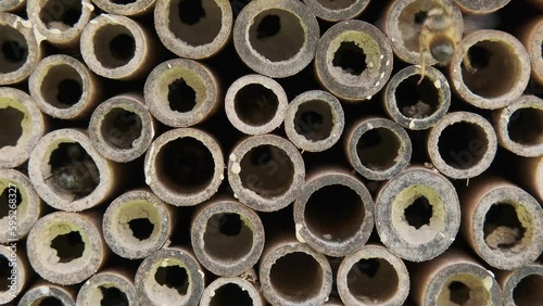Mauerbienen Männchen und Weibchen kurz nach dem Schlüpfen aus ihren Niströhren des Bienenhotels in Slowmotion 120fps photo