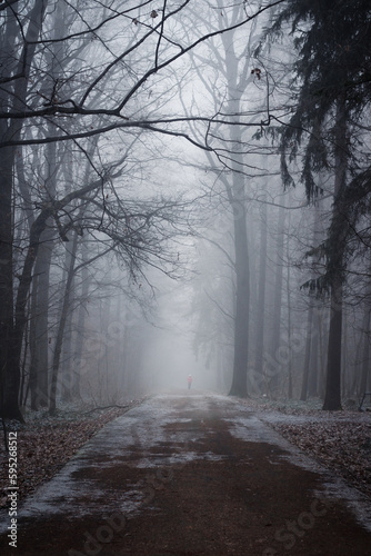 fog in the winter forest, mysterious view