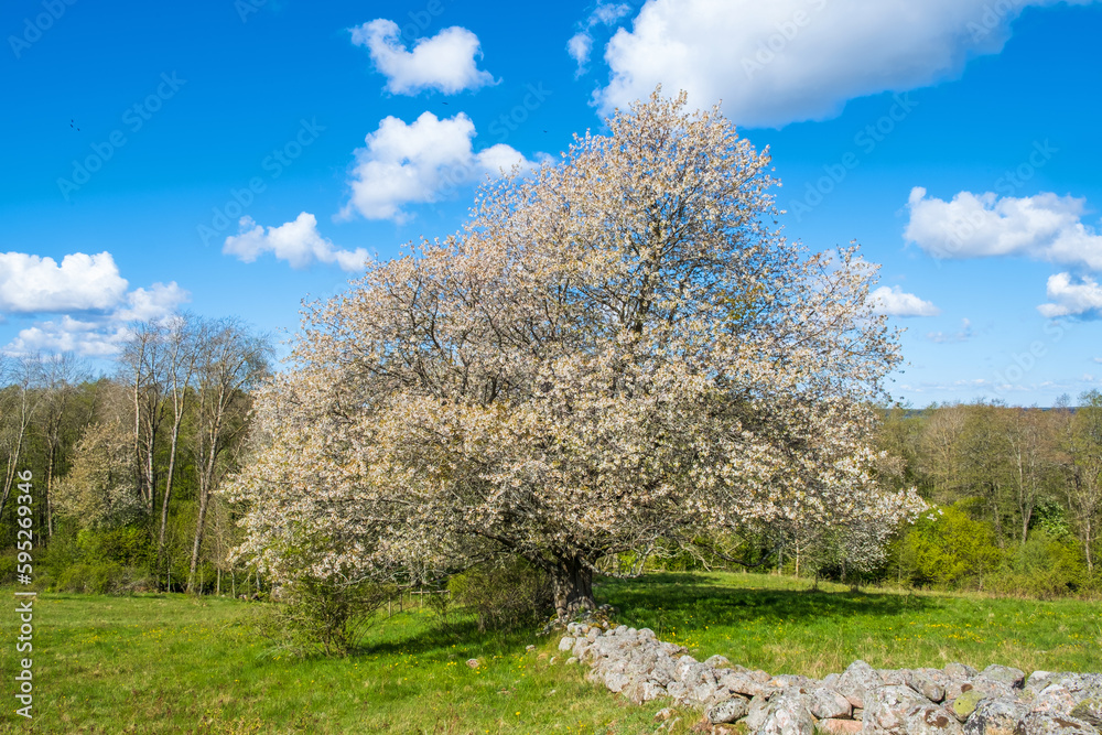 Big flowering fruit tree at a stone wall on a meadow Big flowering fruit tree at a stone wall on a meadow