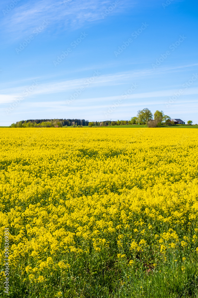 Blooming rapeseed field at the country
