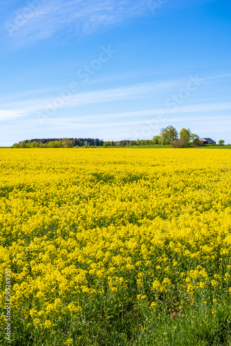Blooming rapeseed field at the country © Lars Johansson