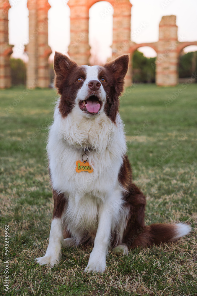 Border collie breed dog. Dog sitting on the grass. Brown and white dog with its tongue out.