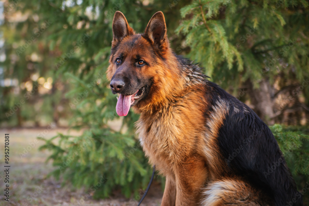 Naklejka premium German Shepherd in the park against the background of the Christmas tree.