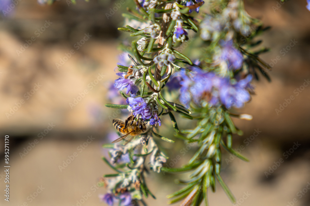 Eine Honigbiene sammelt Pollen auf einem blühenden Thymianstrauch mit lila Blüten in Nahaufnahme Eine Honigbiene sammelt Pollen auf einem blühenden Thymianstrauch mit lila Blüten in Nahaufnahme