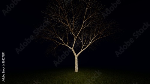 tree in night