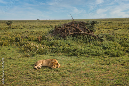 Löwen im Ndutu Schutzgebiet, Tanzania photo