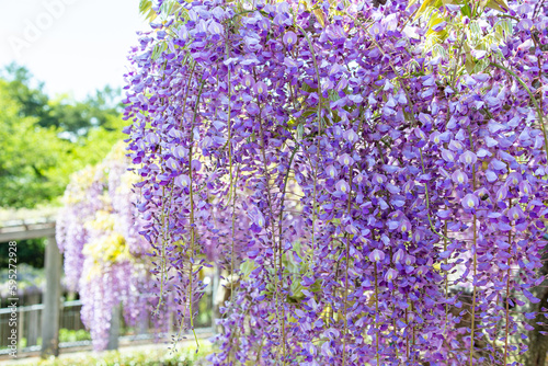 Close-up of light purple wisteria flowers.