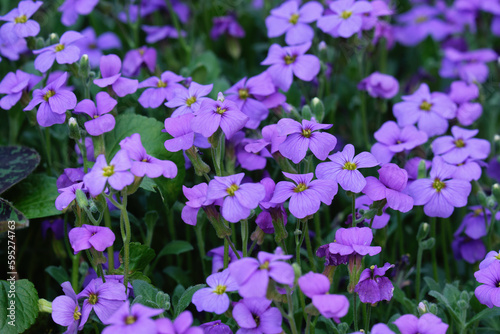 Purple flowers Aubrieta deltoidea (lilac bush, purple rock cress and rainbow rock cress) close up