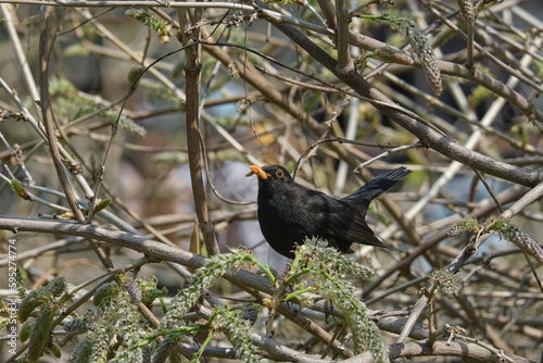 True thrushes, Beautiful black bird with a worm in its beak among the branches