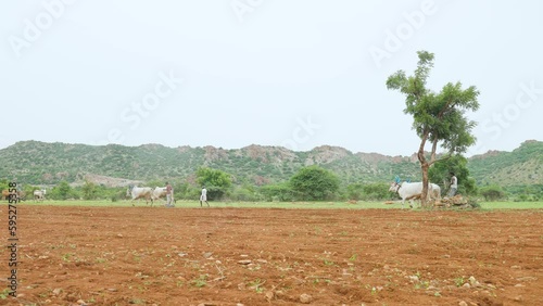 extreme wide of Indian farmer ploughing with cattle at farmland during monsoon season near mountains of deccan plateau - concept of traditional agriculture, hard working and agronomy. photo