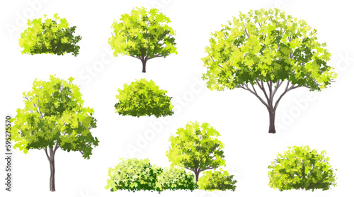 Vector watercolor of tree side view isolated on white background for landscape and architecture drawing  elements for environment and garden  painting botanical for exterior section and elevation