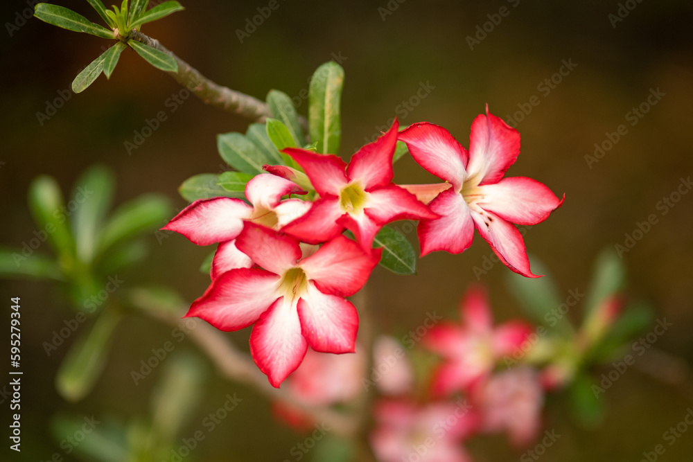 Adenium Obesum flowers blooming on green leaves background, Adenium obesum flower blooming on green leaves and wall Adenium Obesum flowers blooming on green leaves background, Adenium obesum flower blooming on green leaves and wall
