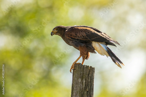 Harris's hawk