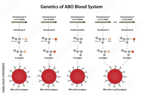 Genetics of ABO blood system. photo
