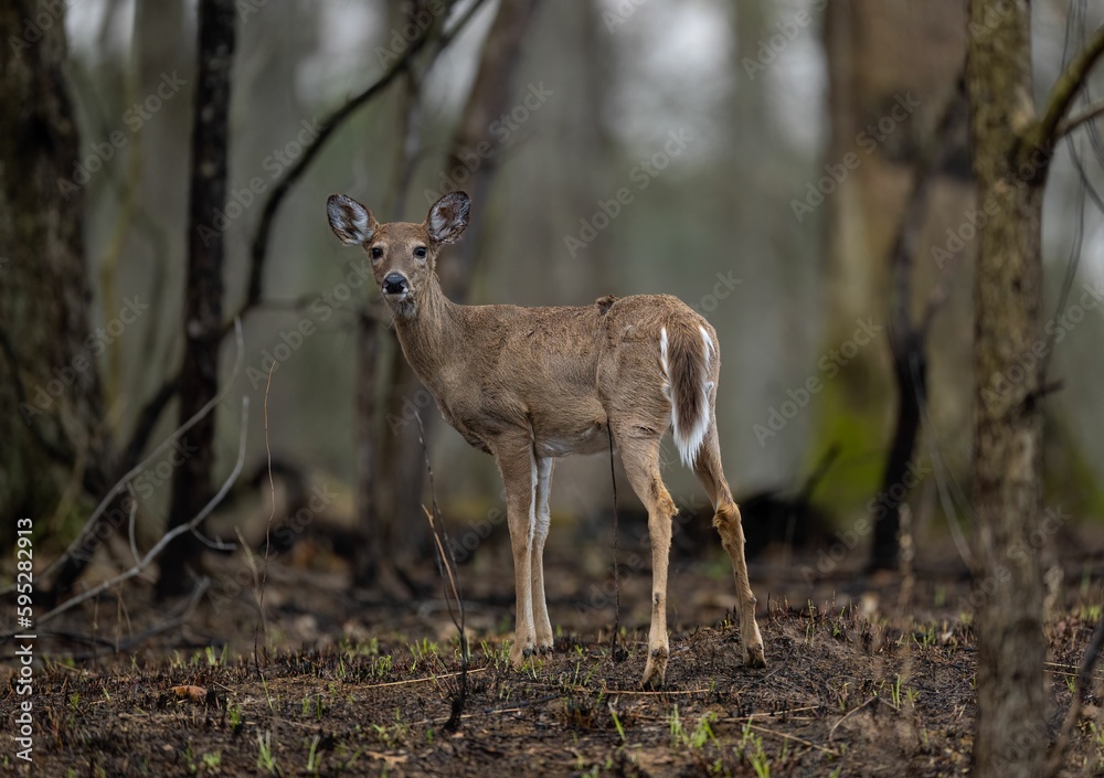 Young white-tailed deer standing in a tranquil forest setting, surrounded by lush vegetation. Young white-tailed deer standing in a tranquil forest setting, surrounded by lush vegetation.