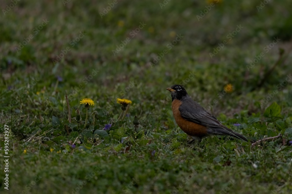 American robin bird perched on the ground in a meadow filled with colorful flowers and foliage. American robin bird perched on the ground in a meadow filled with colorful flowers and foliage.