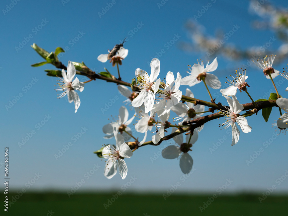 Wiosna kwiat jabłoni - obrazy, fototapety, plakaty 