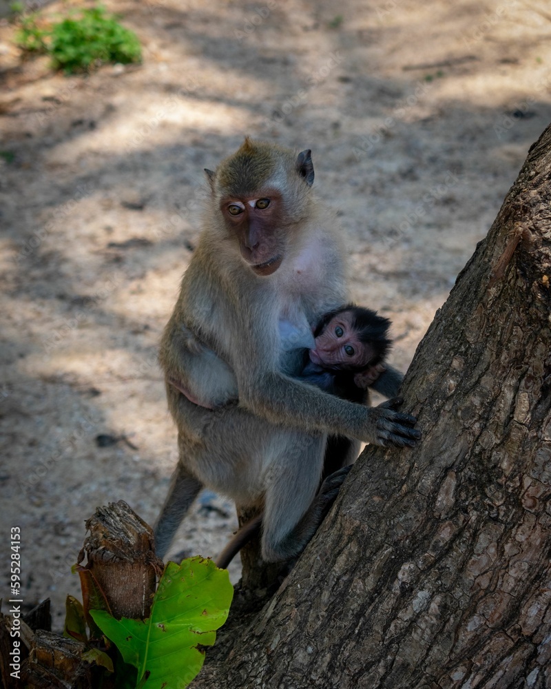 Vertical shot of a monkey with its child on a tree in a forest