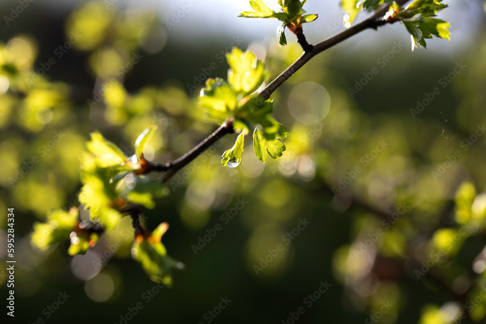 Green, spring tree shoots with drops of morning dew. Green, spring tree shoots with drops of morning dew.