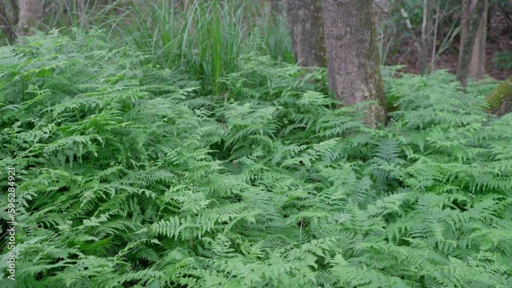 Close-up shot of ferns growing in a forest in Vincentia, Australia