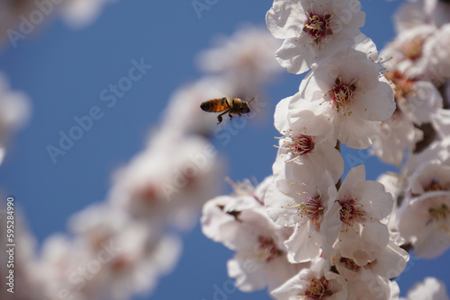 bees and peach blossoms on a blue background