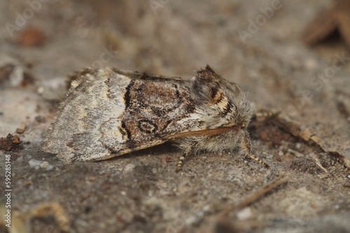 Closeup on a nut-tree tussock moth, Colocasia coryli sitting on wood