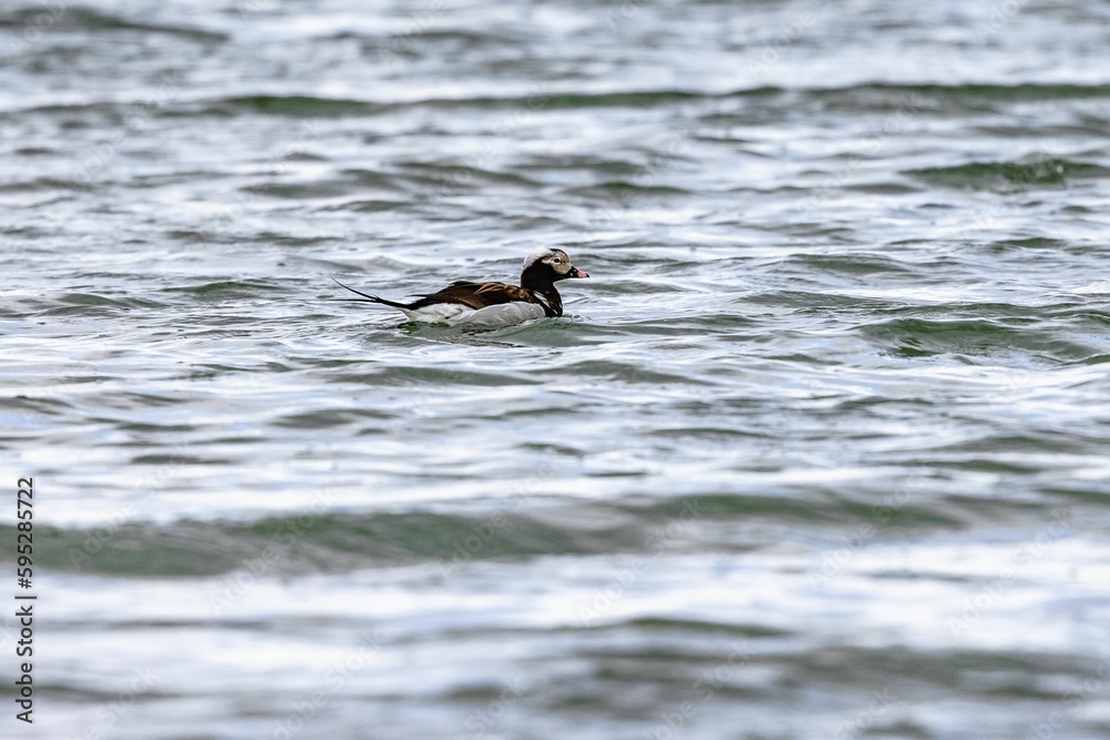 Duck gliding through a tranquil body of water Duck gliding through a tranquil body of water
