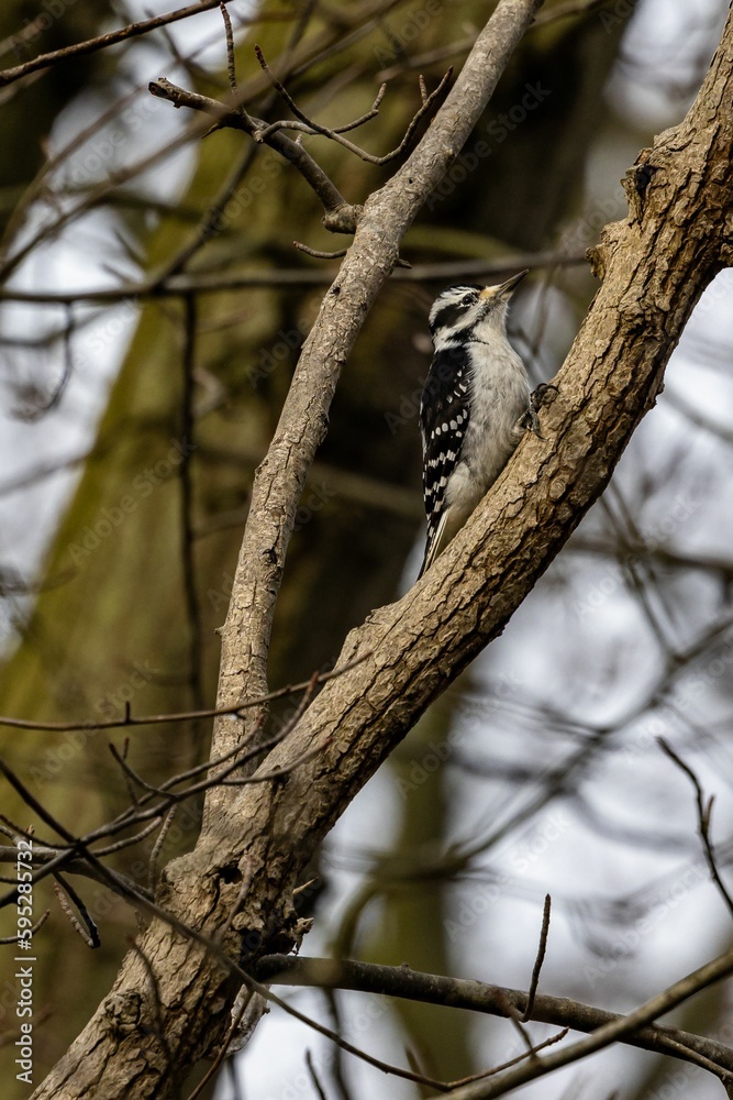 Downy woodpecker bird perched on a tree branch Downy woodpecker bird perched on a tree branch