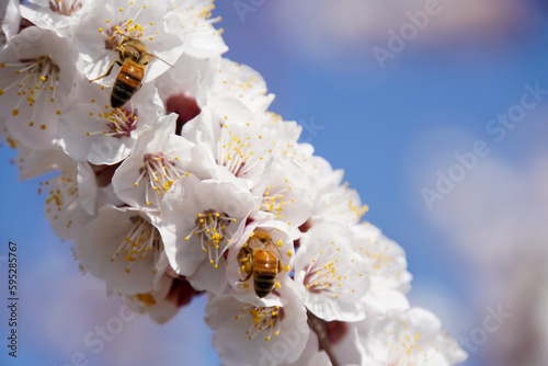 bees collect honey from peach blossoms