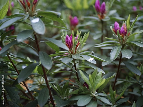 Closeup of beautiful Rhododendron ponticum flowers in a garden photo