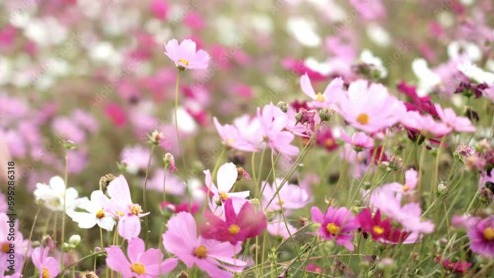 flowers in the field. field of pink flowers flowers in the field. field of pink flowers