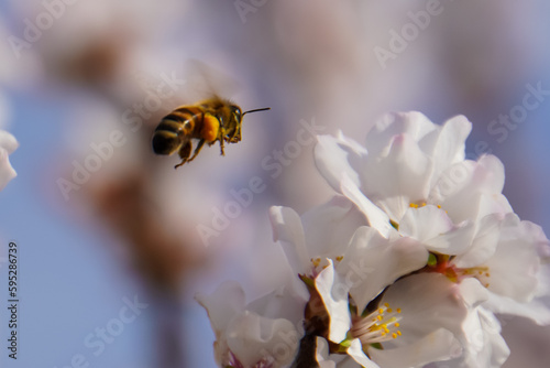 Honeybee in flight near delicate white blossoms, likely cherry or plum blossoms, against a softly blurred background. Pollination in spring.