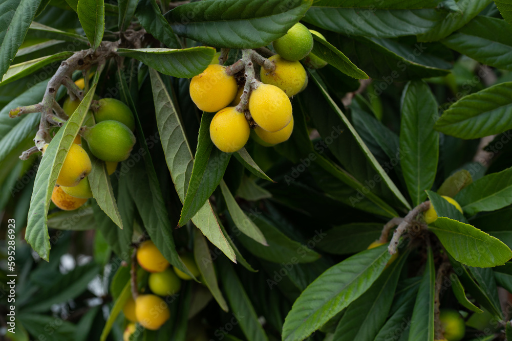 loquat fruits on tree 