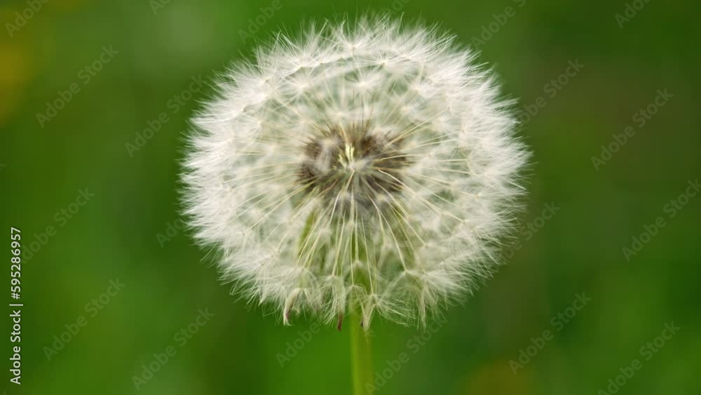 Dandelion Macro