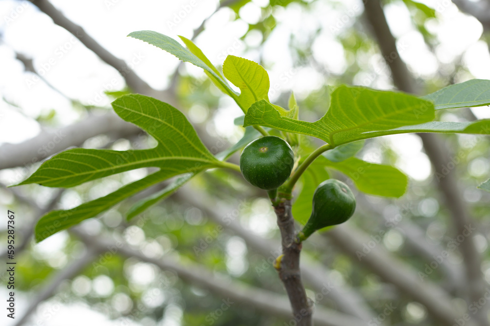 figs on tree figs on tree