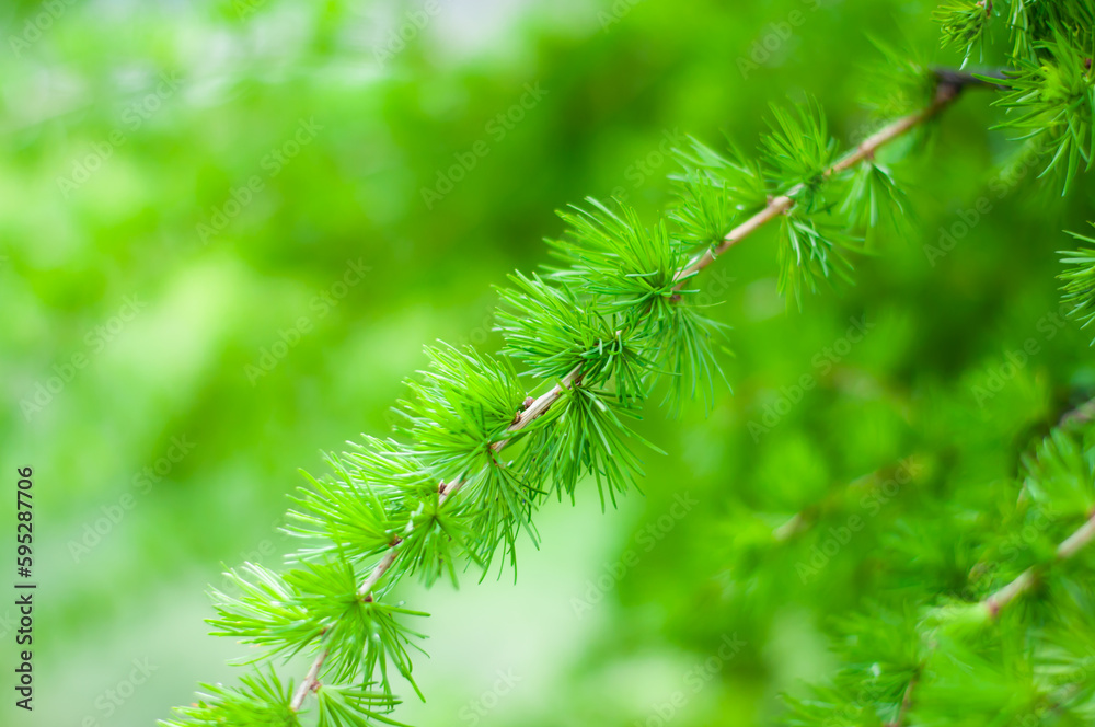 Young sprigs Larix decidua . Green juicy background. Conifer branches