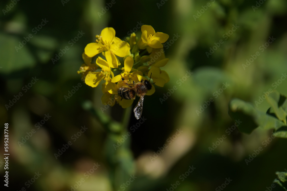 Fototapeta premium Bee collecting pollen at yellow flower. Bee flying over the yellow flower in blur background