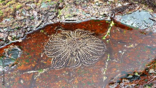 Heliaster helianthus sun star fish in a small tidal pool at the coastline of the pacific ocean in Chile, South America. photo