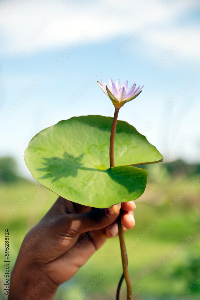 Holding lily up to sky. Nelumbo nucifera, also known as Indian lotus, sacred lotus, bean of India, Egyptian bean or simply lotus, species of aquatic plant in Nelumbonaceae.Shapla shaluk of Bangladesh. Holding lily up to sky. Nelumbo nucifera, also known as Indian lotus, sacred lotus, bean of India, Egyptian bean or simply lotus, species of aquatic plant in Nelumbonaceae.Shapla shaluk of Bangladesh.