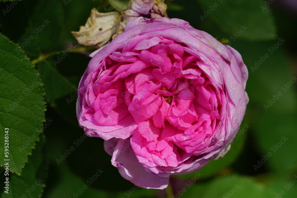 Beautiful roses blooming in May. Beautiful roses blooming in May.