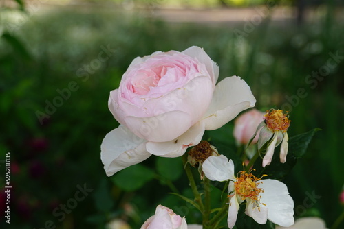 Beautiful roses blooming in May.