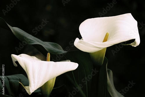 Calla white kalia's with green leaves on a black background photo