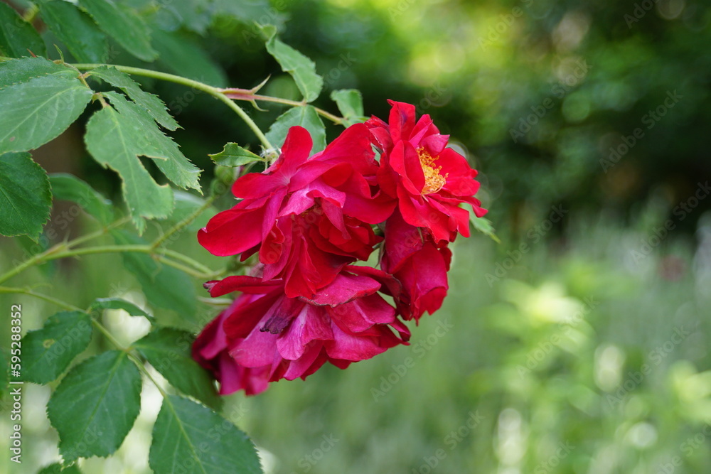 Beautiful roses blooming in May.