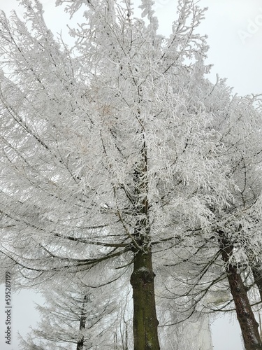 White frozen tree covered with snow in winter