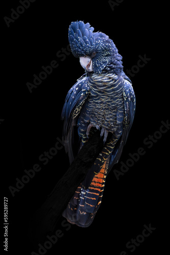 Red tailed black cockatoo isolated on black background in very high detail photo