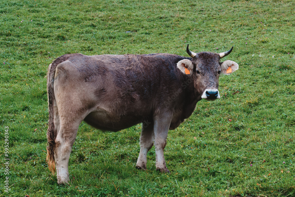 cow in the field. Extensive livestock farming concept