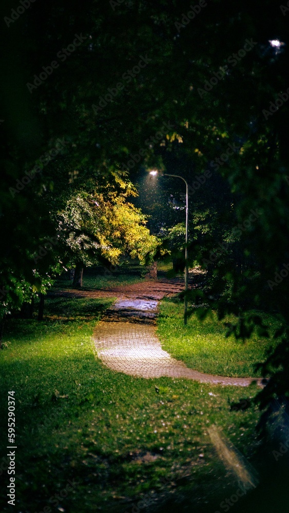 Obraz premium Scenic nighttime pathway winds through a mysterious forest park, illuminated by lights