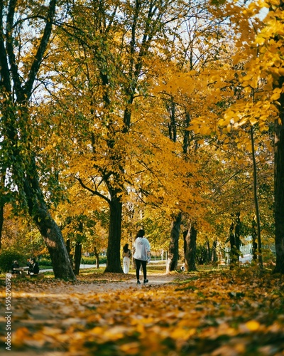 people walking in a park near the trees and chairs with yellow leaves on them